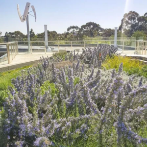 Picture of Roof Gardens