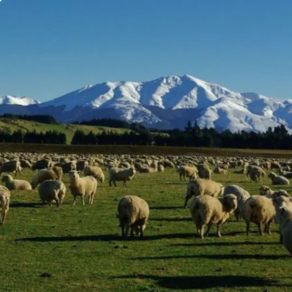 R20 Batt Insulation - 24" OC 1 Picture of R20 Batt Insulation - 24" OC